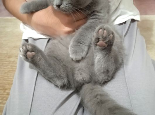 Brıtısh Shorthair Kırık Kulak Kocaeli görsel