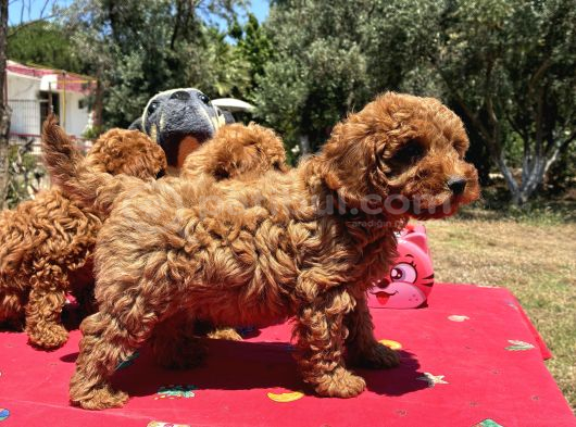Mi̇nyatür Poodle Yavrular
