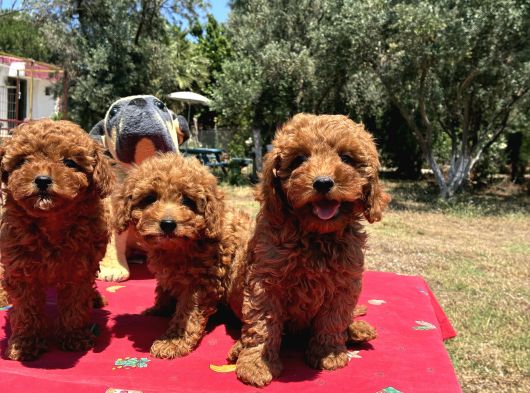 Mi̇nyatür Poodle Yavrular görsel