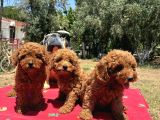 Mi̇nyatür Poodle Yavrular