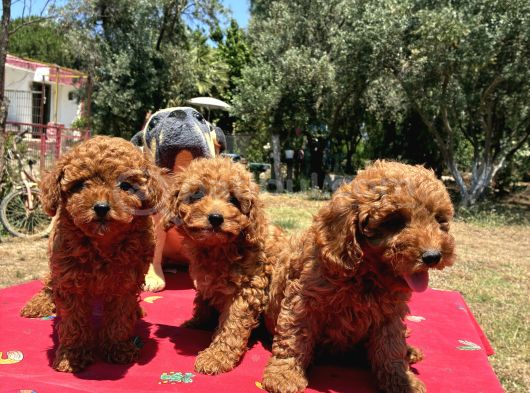 Mi̇nyatür Poodle Yavrular görsel
