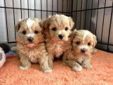 Küçük Maltipoo Büyümeyecek Yavrular