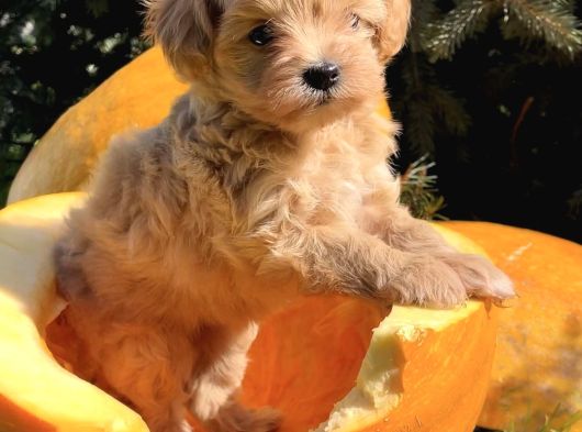 Minicikk Maltipoo Sevimli Bebekler görsel