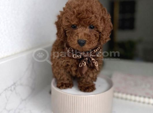 Red Brown Mini Sevimli Bebekler