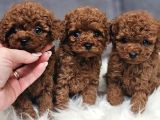 Poodle Irkının En Güzeli En Nadidesi