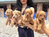 Miss Maltipoo Yavrukarım Sağlık Ve Irk Garanti