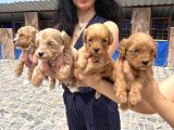 Miss Maltipoo Yavrukarım Sağlık Ve Irk Garanti