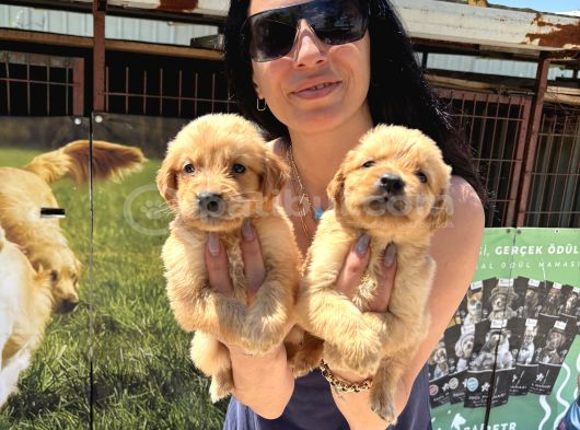 Kısa Burunlu Golden Retriver Yavrularım Irk Sağlık Garantilidir görsel