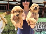Kısa Burunlu Golden Retriver Yavrularım Irk Sağlık Garantilidir