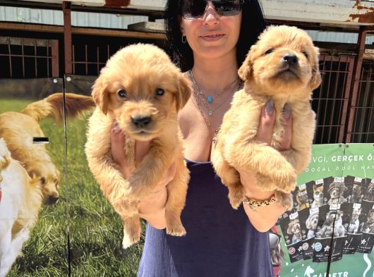 Kısa Burunlu Golden Retriver Yavrularım Irk Sağlık Garantilidir