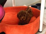 İstanbul 2 Aylık Red Toy Poddle