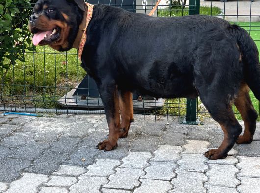 Rezervasyona Açik Safkan Extreme Rottweiler Yavrulari görsel