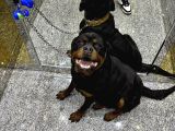 Rezervasyona Açik Safkan Extreme Rottweiler Yavrulari