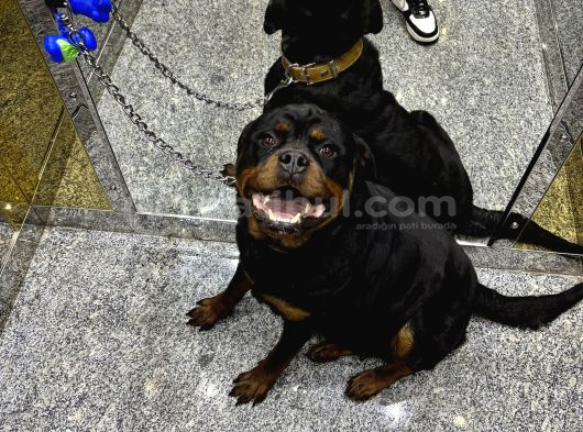 Rezervasyona Açik Safkan Extreme Rottweiler Yavrulari
