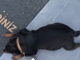 Rezervasyona Açik Safkan Extreme Rottweiler Yavrulari
