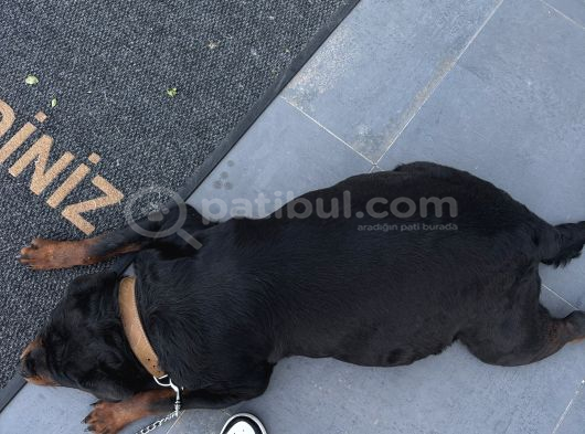 Rezervasyona Açik Safkan Extreme Rottweiler Yavrulari görsel