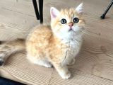 Safkan British Shorthair Golden Ny12 Erkek Yavru  30 Mart D