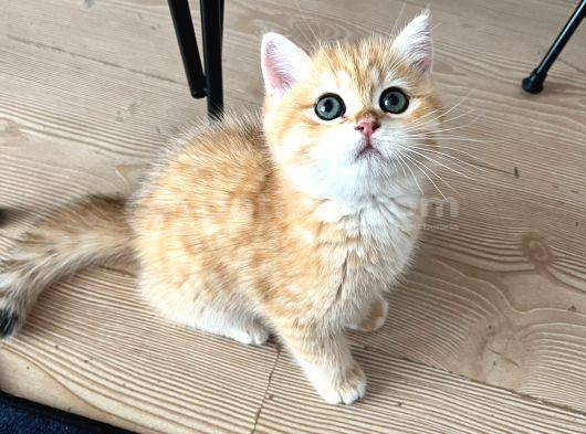 Safkan British Shorthair Golden Ny12 Erkek Yavru  30 Mart D görsel