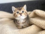 Tabby Yavrularımız Yeni Sahiplerini Arıyor Sarı - Siyah Efsane Renkler