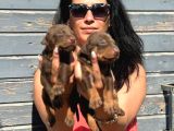 Efsane Doberman Yavrularım Sağlık Ve Irk Garantili