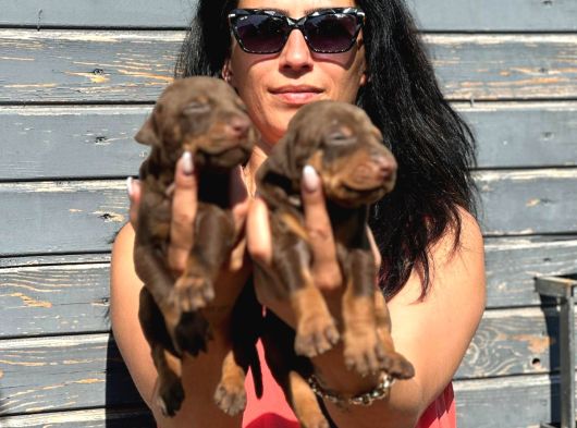 Efsane Doberman Yavrularım Sağlık Ve Irk Garantili