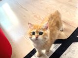 Safkan British Shorthair Golden Ny12 Erkek Yavru  30 Mart D