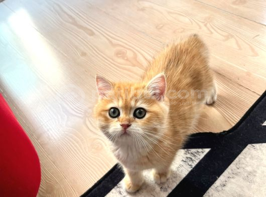 Safkan British Shorthair Golden Ny12 Erkek Yavru  30 Mart D görsel