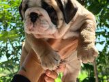 Üst Düzey İngi̇li̇z Buldog Yavrular