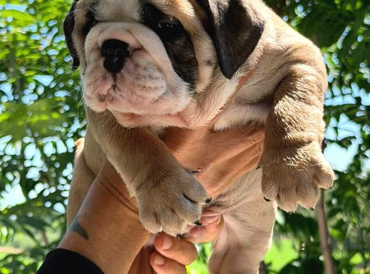 Üst Düzey İngi̇li̇z Buldog Yavrular görsel
