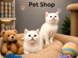 Kartopu Beyaz British Shorthair Yavrularımız