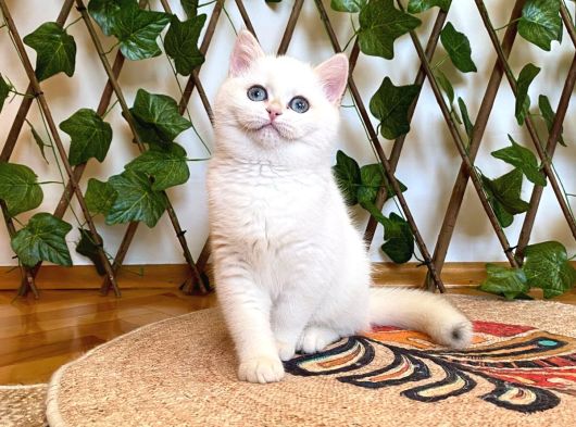 Ny1233 Dişi Nadide British Shorthair Golden