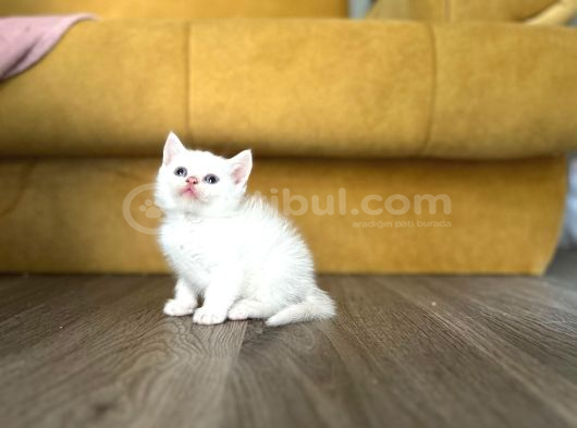 Point Ve White British Shorthair Yavrular görsel