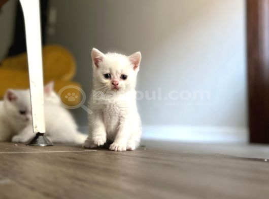 Point Ve White British Shorthair Yavrular görsel