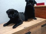 Pug Mobs Bebekler