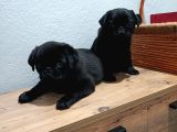 Pug Mobs Bebekler