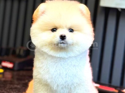 Pomeranian Boo Bebişler görsel