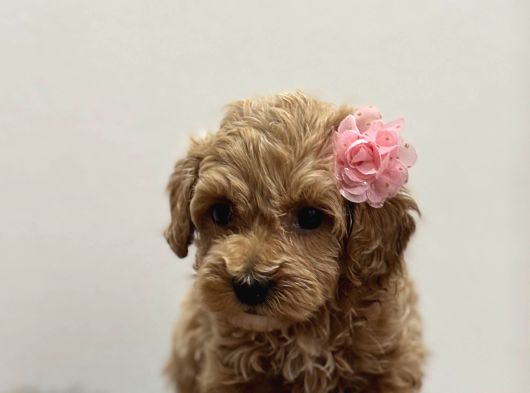 Teacup Maltipo Bebekler görsel