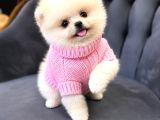 Pomeranian Boo Bebişler