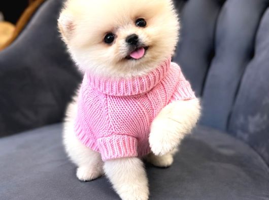 Pomeranian Boo Bebişler görsel