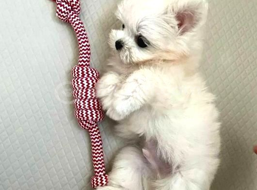 Mini Boy Maltese Yavrularımız görsel