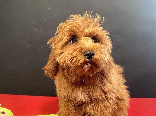 MÜKEMMEL RENK VE TÜY KALİTESİNDE MALTIPOO