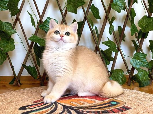 Ny12 Dişi İrinaa British Shorthair Golden görsel