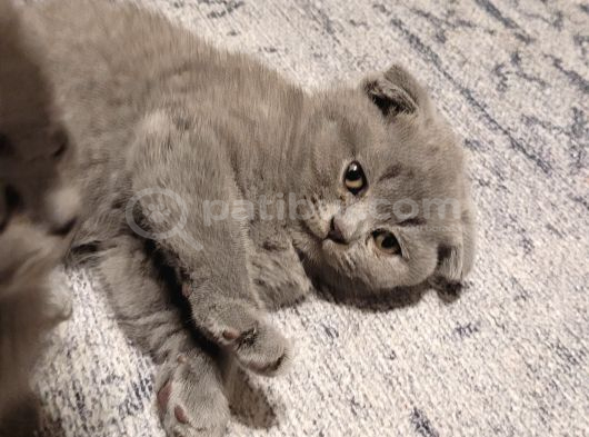 Baba Scottish Fold anne British Shorthair yavrular Ankara