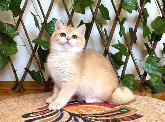 Ny12 Dişi İrinaa British Shorthair Golden görsel