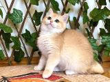 Ny12 Dişi İrinaa British Shorthair Golden