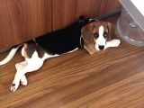 Ücretsiz Beagle Sahiplendirme