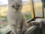 Ücretsiz Sahiplendirilecek Kedicikler