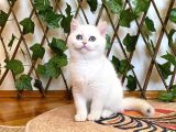 Ny1233 Dişi Nadide British Shorthair Golden