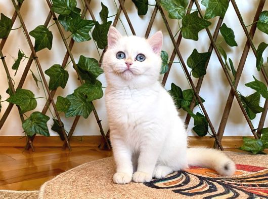 Ny1233 Dişi Nadide British Shorthair Golden görsel