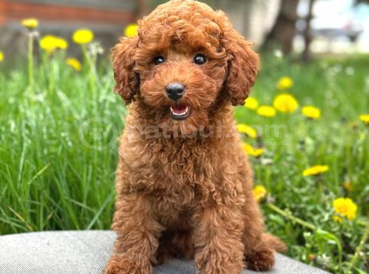 Toy Poodle Sevi̇mli̇ Yavrular Ev Üreti̇mi̇ görsel